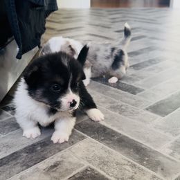 Koda - Black and tan male American Corgi puppy in Hale, Michigan from All Hale Corgis