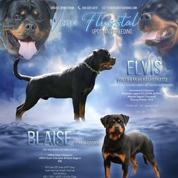 Rottweiler puppies from Flusstal Rottweilers
