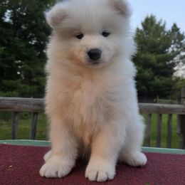 Green boy - White male Samoyed puppy in Alma, Michigan from Limelight Samoyeds