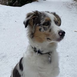 Australian Shepherds from Sweet Creek Puppies