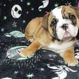 Bulldog Puppies from Illinois Bullies Kennel