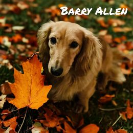 Barry Allen - Dachshund