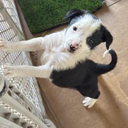 615 - Black and white female Border Collie puppy in Temecula, California from West Coast Border Collies