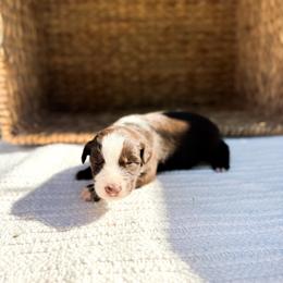 Reef - Red tri-color male Australian Shepherd puppy in Unionville, Iowa from Soap Creek Kennels