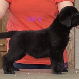 Labrador Retriever Puppies from R Little Retrievers