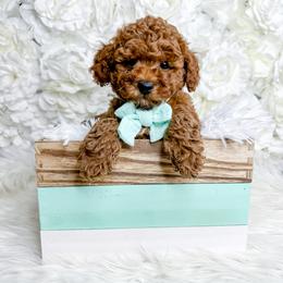 Goldendoodle and Poodle Puppies from Anytime Doodles