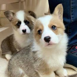 Pembroke Welsh Corgis from Ohio Corgi Love Pups