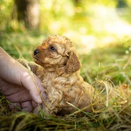 Poodle Puppies from Northwest pets Poodles