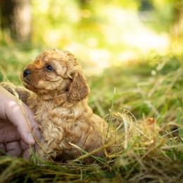 Poodle Puppies from Northwest pets Poodles