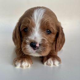 Kenobi - Red male Cavapoo puppy in Vineyard, Utah from Pitter Patter Puppies