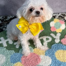 Lucy - White female Maltipoo puppy in California from Yorkie & Maltese Royalty