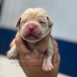 Dark blue - Yellow male Labrador Retriever puppy in Beaverdam, Virginia from Riverside Sunset Labrador Retrievers
