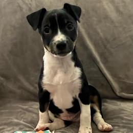 Stetson - Black white and tan male Rat Terrier puppy in Red Bluff, California from SunnyValley Bostons