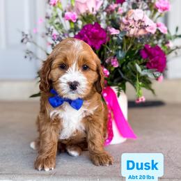 Dusk - Buff and white male Cockapoo puppy in West Haven, Utah from Split Mountain Doodles