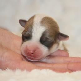 Sable Bluie Piebald - Sable and white female American Corgi puppy in Clovis, New Mexico from Sweet & Salty Cowdogs