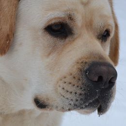 Labrador Retrievers from Saddlebrooke Labrador Retrievers