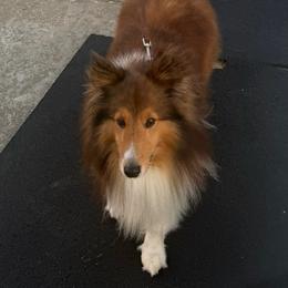 Rookie - Shetland Sheepdog