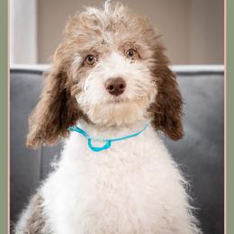 Cuba - Brown and white male Cockapoo puppy in Connersville, Indiana from Deaz Doodle Ranch