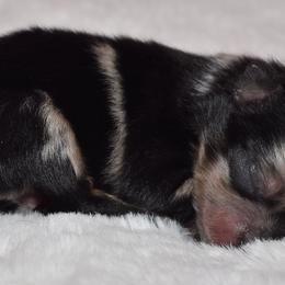 Boy 1 - Blue merle male Pomeranian puppy in Fort Jones, California from High Rocking Pom Poms