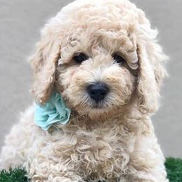 Cavapoo, Goldendoodle, and Labradoodle Puppies from Windy Hill Doodles
