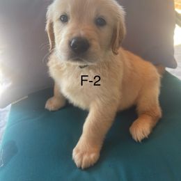 Camo green - Light golden female Golden Retriever puppy in Coppell, Texas from Emily Goetting