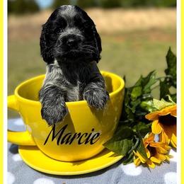 Marcie - Black and white female Cocker Spaniel puppy in Clinton, Oklahoma from Enchanted Spaniels