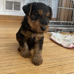 Welsh Terrier Puppies from Snow Dragon Welsh Terriers