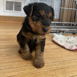 Welsh Terrier Puppies from Snow Dragon Welsh Terriers