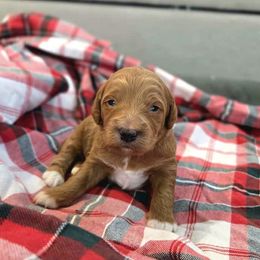 Teddy - Red  male Goldendoodle puppy in Sugarcreek, Ohio from True Hearted Doodles