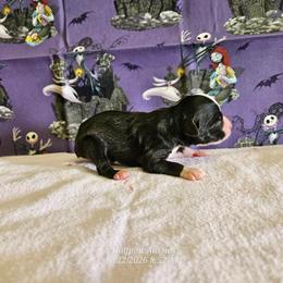 Jinx - Black tri female Miniature Australian Shepherd puppy in Snowflake, Arizona from Halfpint Aussies