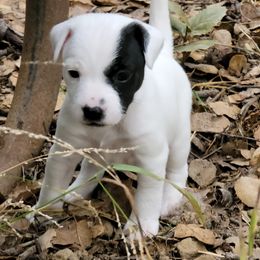 Girl 1 - Black and white female Jack Russell Terrier puppy in California from Kimberlite