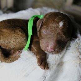 Goldendoodle Puppies from Gracefully Doodled