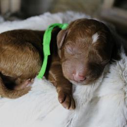 Goldendoodle Puppies from Gracefully Doodled