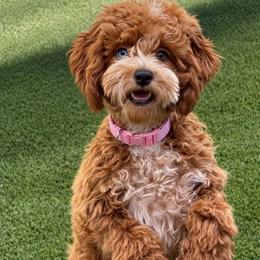 Star - Cockapoo