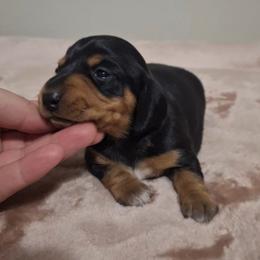 Kisses - Black and tan female Dachshund puppy in Surprise, Arizona from Codie's Dachshunds