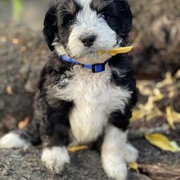 Australian Cattle Dog and Bernedoodle Puppies from Diamond U Doodles & True Grit Stockdogs