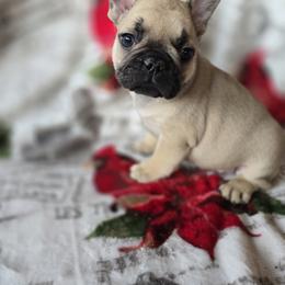 Boy 2 - Fawn male French Bulldog puppy in Crane, Missouri from James River French Bulldogs
