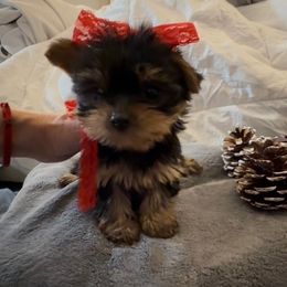 Girl 2 - Black and gold female Yorkshire Terrier puppy in Chino Hills, California from Chino Hills Yorkies