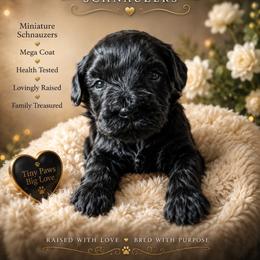 Mike - Black male Miniature Schnauzer puppy in Miami, Florida from Chiquiticos Shnauzers