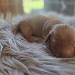 Trusty - Cream female Dachshund puppy in Grant, Michigan from Low Down Dashchuand