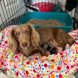 Roxy - Dachshund