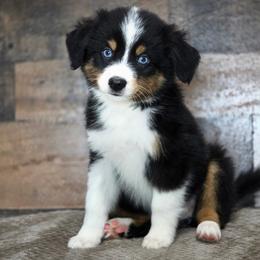Macadamia - Black tri female Miniature Australian Shepherd puppy in Killen, Alabama from Wilkers Wholehearted Mini Aussies