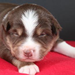 Austin - Red tri-color male Australian Shepherd puppy in Plantersville, Texas from Jak Se Auss