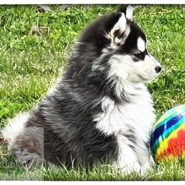 Pomsky Puppies from Foxfire Arctic Spitz