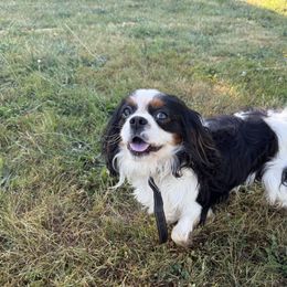 Jessie - Cavalier King Charles Spaniel