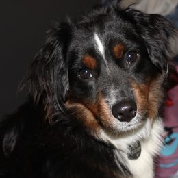 SnoopDogg - Miniature Australian Shepherd