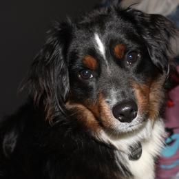 SnoopDogg - Miniature Australian Shepherd