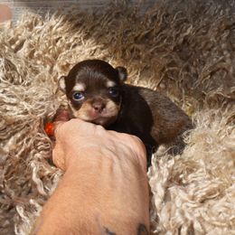Girl 1 - female Chihuahua puppy in Gloucester, Virginia from Charlotte's Web of Chihuahuas