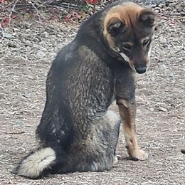 Phoebe - Shiba Inu