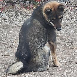 Phoebe - Shiba Inu